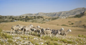 Rebaño de ovejas Segureñas en la Sierra de Segura, Jaén