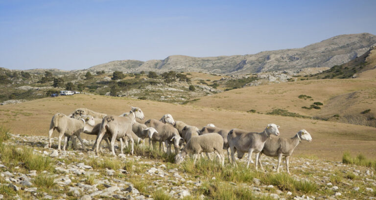 Rebaño de ovejas Segureñas en la Sierra de Segura, Jaén