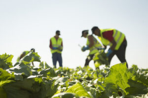 Agricultores cosechando lechugas en un campo soleado