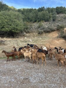 Un grupo de cabras pasta en un claro junto a una ladera arbolada.
