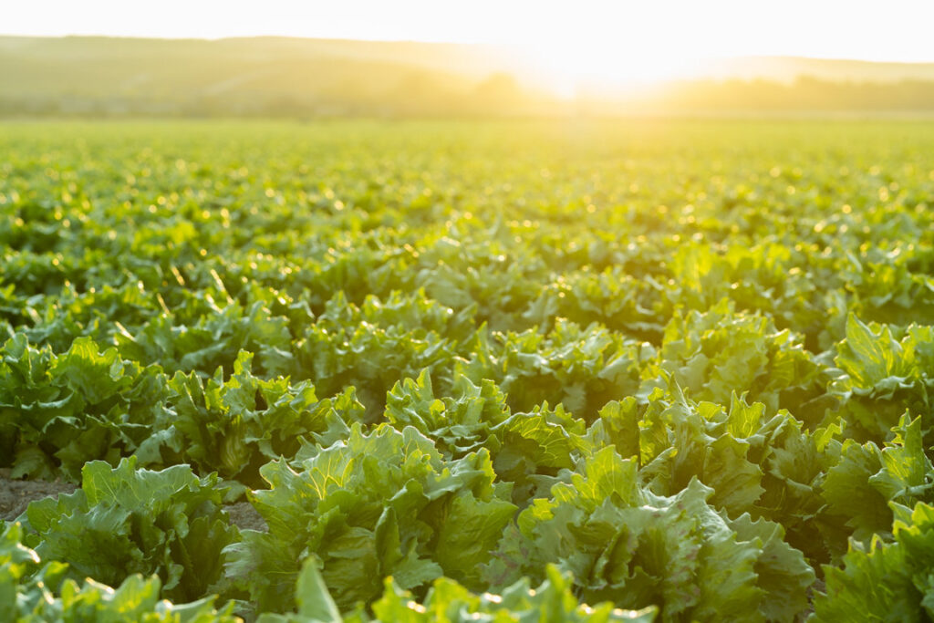 Campo de lechugas frescas iluminadas por el sol al atardecer