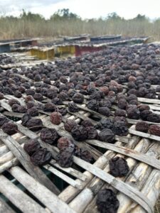 Ciruelas pasas extendidas sobre cañizos de mimbre para secarse al aire libre