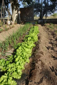 Filas de lechugas y plantas de hojas largas crecen en un huerto exterior.
