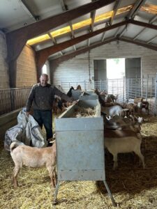 Un hombre reparte heno a varias cabras junto a un comedero en un establo.