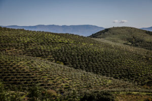 Laderas cubiertas de olivares con montañas al fondo bajo un cielo despejado