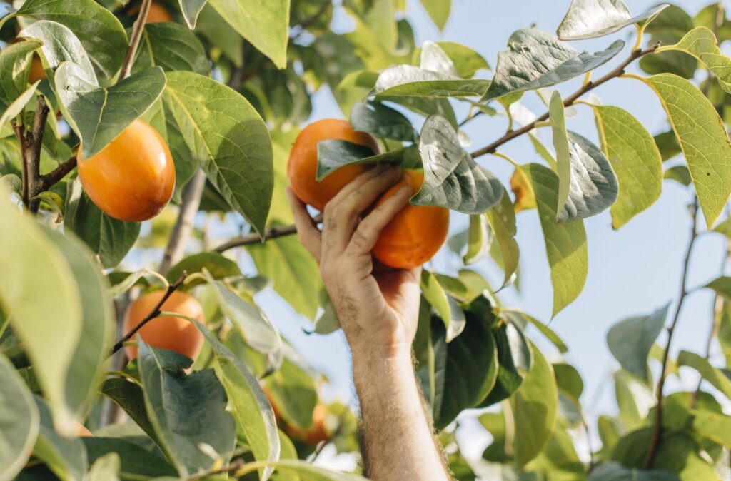 Una mano recoge un kaki anaranjado entre las hojas de un árbol cargado de frutos.