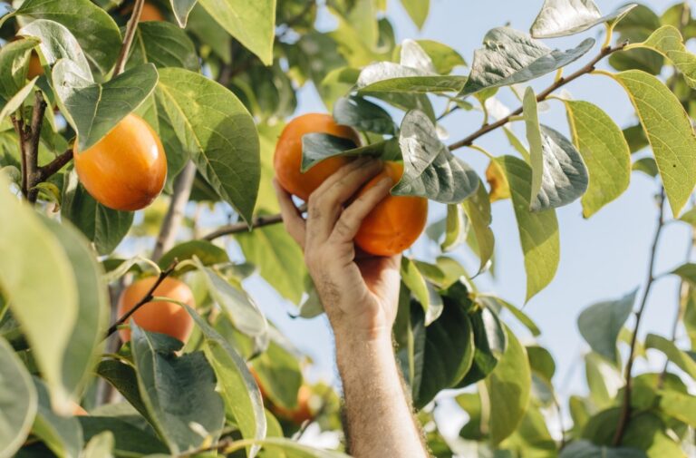 Una mano recoge un kaki anaranjado entre las hojas de un árbol cargado de frutos.