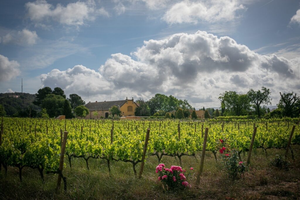 Viñedos de Mas La Plana con flores en primer plano y nubes en el cielo