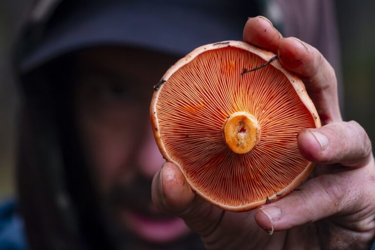 Hombre sosteniendo un hongo con un fondo difuso en el bosque.