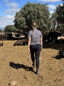 Una mujer observa un grupo de vacas en un terreno al aire libre.