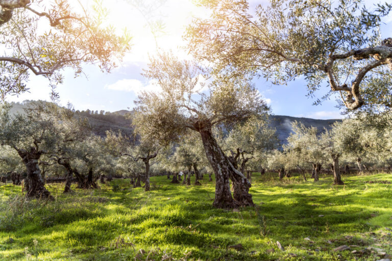 Olivos de troncos retorcidos en un campo verde bajo la luz del sol.