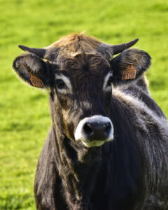 Primer plano de una vaca oscura con cuernos y crotales en un prado verde.
