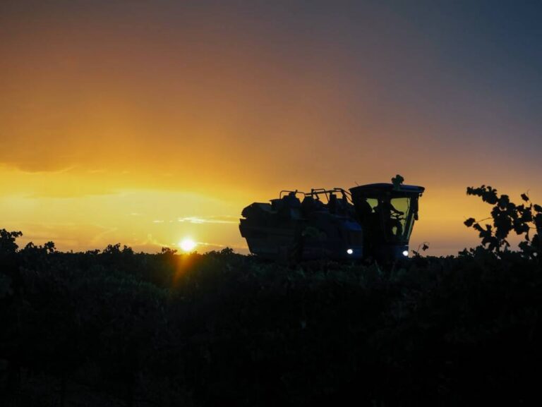 Máquina cosechadora en viñedo al atardecer durante la vendimia 2026