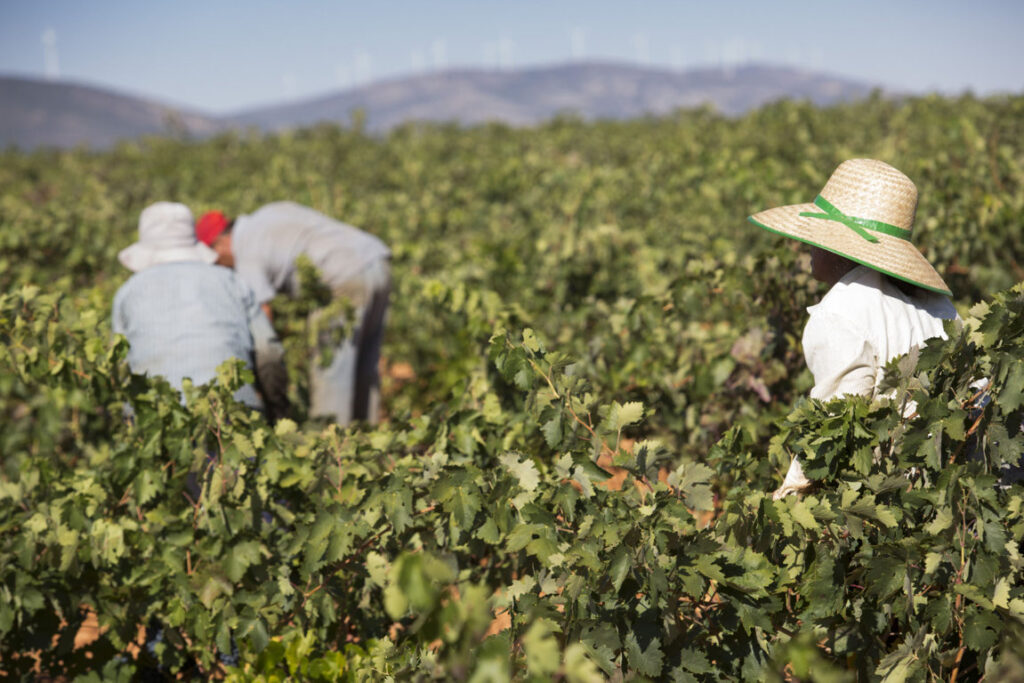 Trabajadores en un viñedo durante la vendimia en Valdepeñas