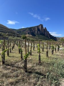 Viñedo en hileras al pie de montañas rocosas bajo un cielo azul
